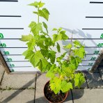Ríbezľa čierna (Ribes nigrum) ´TITANIA´ - stredne skorá, výška 40-60 cm, kont. C5L - KRÍKOVÁ